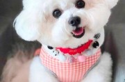 十种最好养的小型犬有哪些？新手必看推荐！