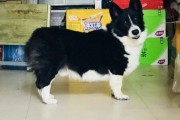 黑柯基犬图片,黑柯基狗狗图片