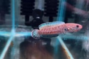 龙鱼好养吗多少钱一条,奶茶雷龙鱼好养吗