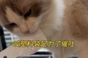 猫舔塑料袋子,猫老舔塑料袋是什么原因