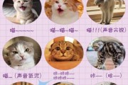 猫能吃橘子吗吗,猫语翻译器免费版