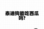 泰迪可以吃西瓜吗,泰迪狗能吃西瓜吗视频