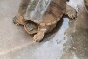 鳄龟好养吗需要注意什么,鳄龟好养吗贴吧
