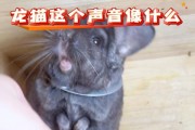 龙猫的声音怎么写,龙猫的声音是什么样子的