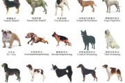 72种名犬图片及名字大全，爱狗人士必看篇！
