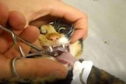 猫吃鱼会不会被鱼刺卡住喉咙,猫吃鱼会被卡刺吗