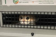 如何托运宠物到美国(如何托运宠物猫)