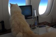 猫可以带上飞机吗,猫可以上飞机吗国外