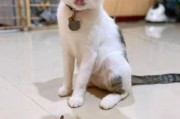 家有老鼠,猫走丢了能自己回家吗