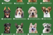 狗狗智商排名1到100,拉布拉多犬智商排名