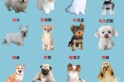 哪些小型犬脾气好？推荐十种脾气最好的小型犬！