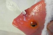 鹦鹉鱼头部长包,鹦鹉鱼头上的鼓包