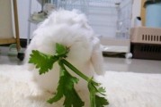 兔子吃芹菜吗会死吗,兔子能吃芹菜吗小红书