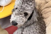 惠灵顿犬多少钱一只(惠灵顿犬和贝灵顿梗是一个么)