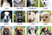 世界上最聪明的狗前十(世界上最聪明的狗第一名)