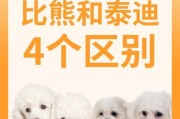 比熊和泰迪哪种更温顺？性格全解析