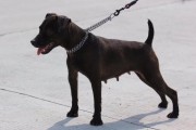 火梗犬的用途变迁(别具一格的黑色凶猛梗犬)