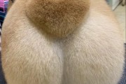柯基狗狗好不好？小短腿肥屁股的独特魅力