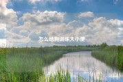 怎么给狗训练大小便