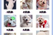 比熊几个月开始变漂亮(比熊公的好还是母的好看)