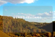 金毛寿命(如何延长它的寿命)