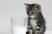 小猫喝豆浆吗好吗,小猫可以喝豆浆吗一个月大