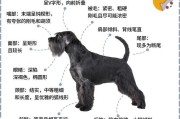 小型雪纳瑞犬寿命,小型雪纳瑞犬价格多少