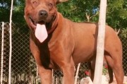红犬(莱州红犬的六大危害)