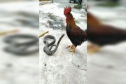 狗怕蛇嘛,狗怕蛇吗蛇为什么打不过公鸡