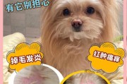 狗湿疹能自愈吗(狗湿疹用碘伏有用吗)