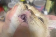 猫咪唇小说猫唇,不可思议的猫咪唇
