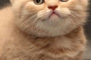探索光溜溜的猫咪魅力,一个毛茸茸宠物的终极指南