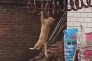 猫咪能吃火腿肠吗,猫咪偷吃火腿肠的后果不容小觑
