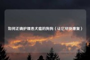 如何正确护理患犬瘟的狗狗（让它尽快康复）