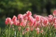 郁金香花季啥时候,郁金香花季花期