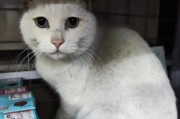 蓝眼白猫是土猫吗为什么,蓝眼白猫是土猫吗图片