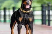 杜宾犬打架凶吗(杜宾犬打架视频全部)