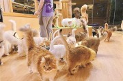 宠物猫批发市场 好多好多(宠物猫批发市场视频)