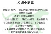 狗狗细小病毒病的传染途径与特点,细小病毒对狗狗的严重影响及救治策略