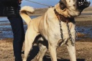 坎高犬价格,西高地白梗犬价格