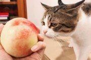 小猫咪可以吃桃子嘛,小猫可以吃桃子吗生的