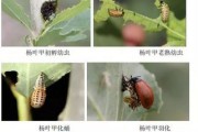 它对植物的危害以及生活习性,一种对农作物造成重大损失的害虫