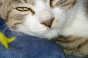 猫咪讨厌主人的眼神,猫咪躺旁边睡是认主人了吗