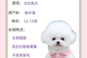 比熊犬名字大集合！超萌超可爱的比熊名字推荐