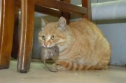 如何把猫引出来!(专门吓老鼠的猫叫声)