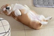 柯基幼犬睡觉要多久才正常？这份睡眠攻略请收好