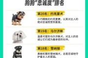 最忠心的五种狗排名，养狗人士一定要了解！