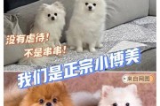 英系博美犬,英系博美和美系博美哪个贵