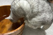猫怕什么气味一闻就跑,猫猫怕水吗