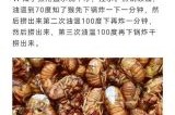 知了吃什么东西最好,知了吃什么东西怎样喂养
